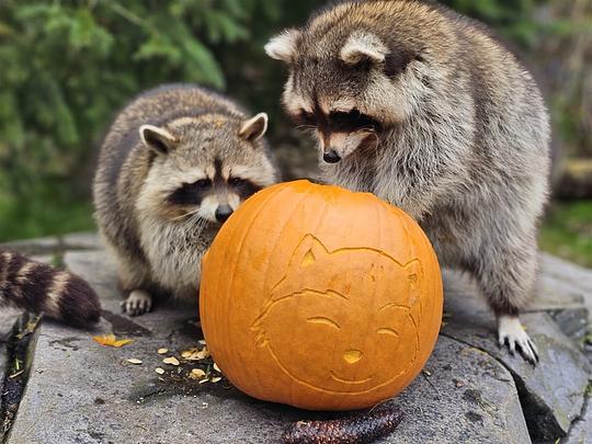 Halloween Slagharen schenkt overgebleven pompoenen aan Wildlands 